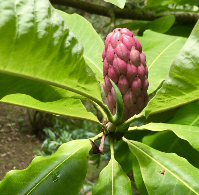 Magnolia Tripetala | Árbol de Paraguas | ARBORIZACIÓN